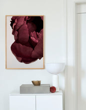 Ladda upp bild till gallerivisning, Peonia 02
