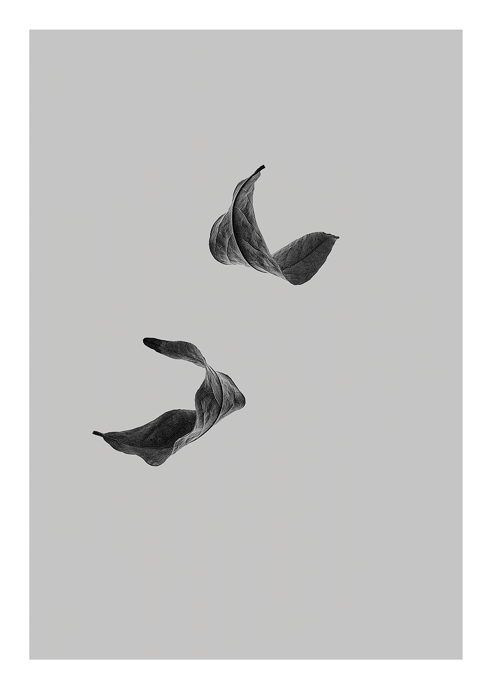 Sabi Leaf 02