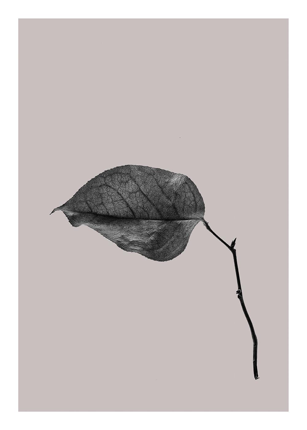 Sabi Leaf 03