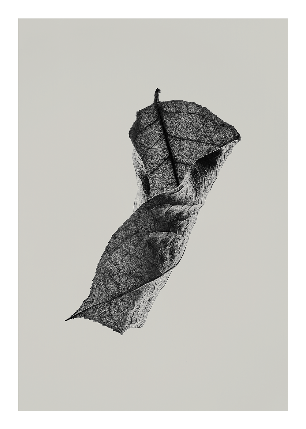 Sabi Leaf 04