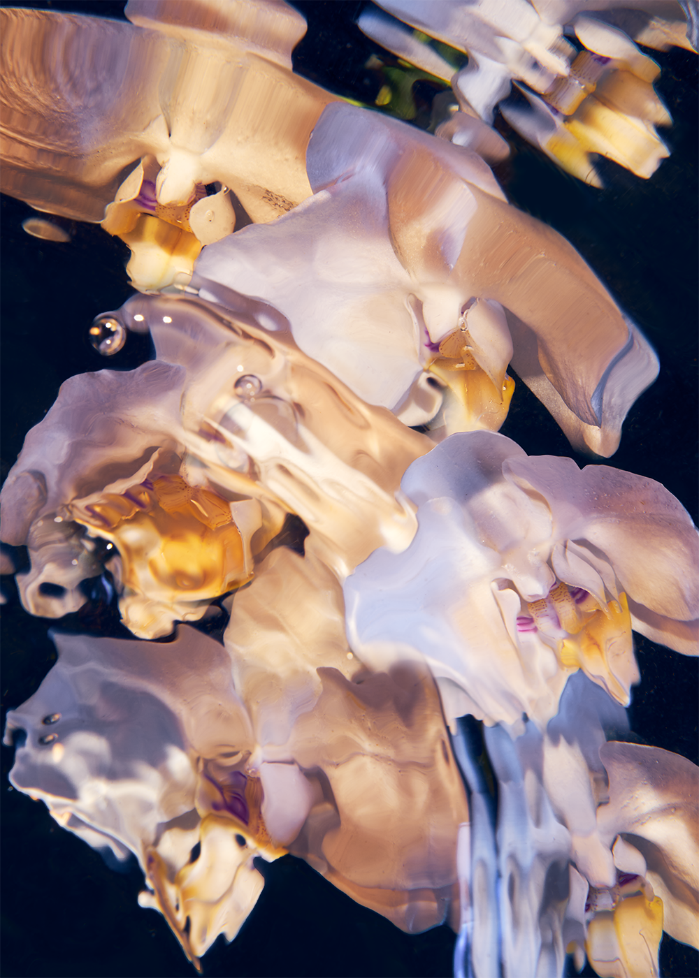 Flora Aquatica 01