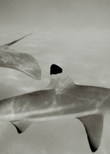 Ladda upp bild till gallerivisning, Abyssal - Acoustic Panel
