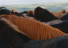 Ladda upp bild till gallerivisning, The Herd 01
