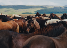 Ladda upp bild till gallerivisning, The Herd 02 - Acoustic Panel
