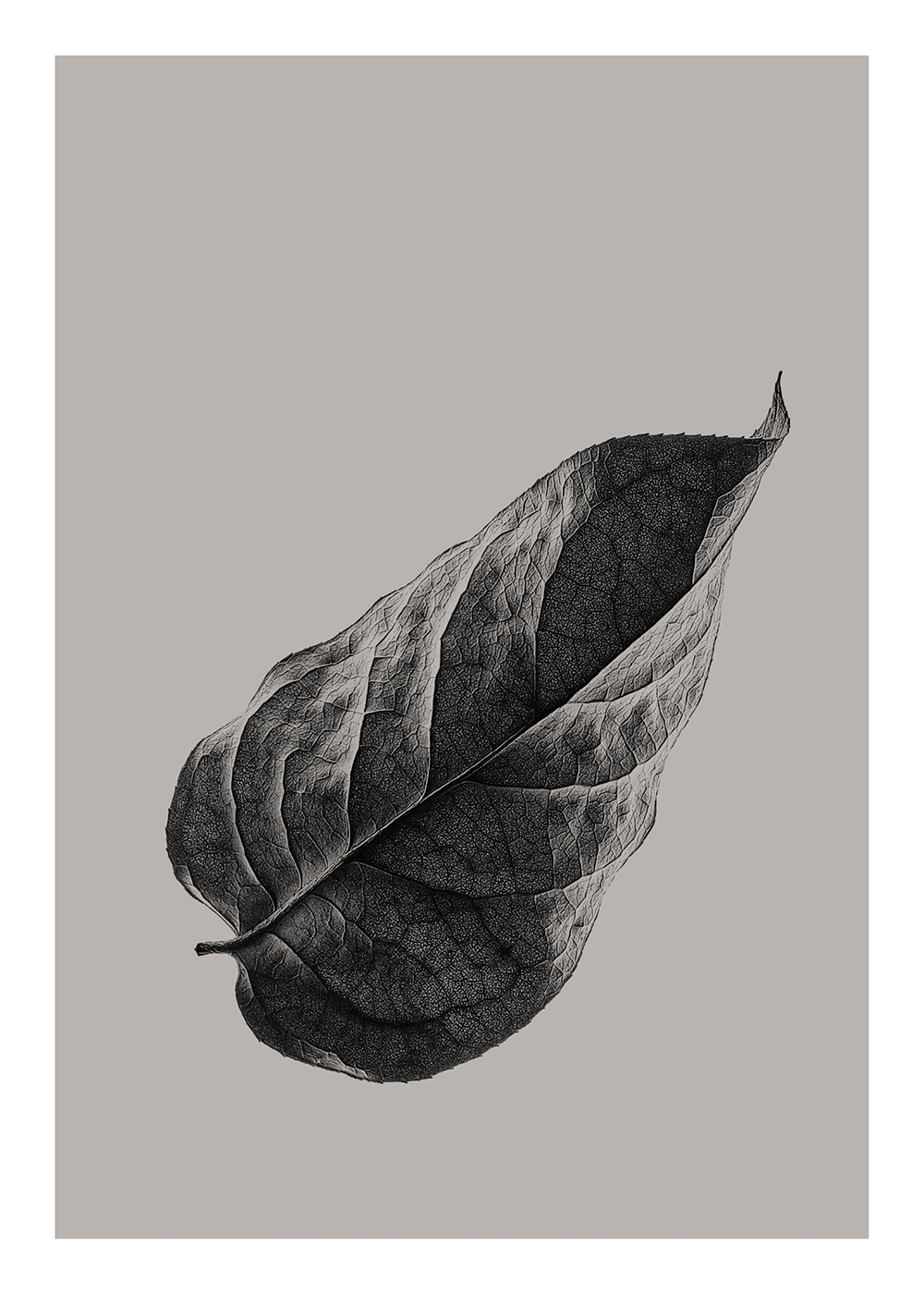 Sabi Leaf 01