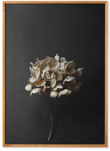 Load image into Gallery viewer, Still Life 04 - Hydrangea
