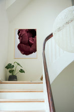 Ladda upp bild till gallerivisning, Peonia 02
