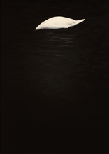 Load image into Gallery viewer, Swan
