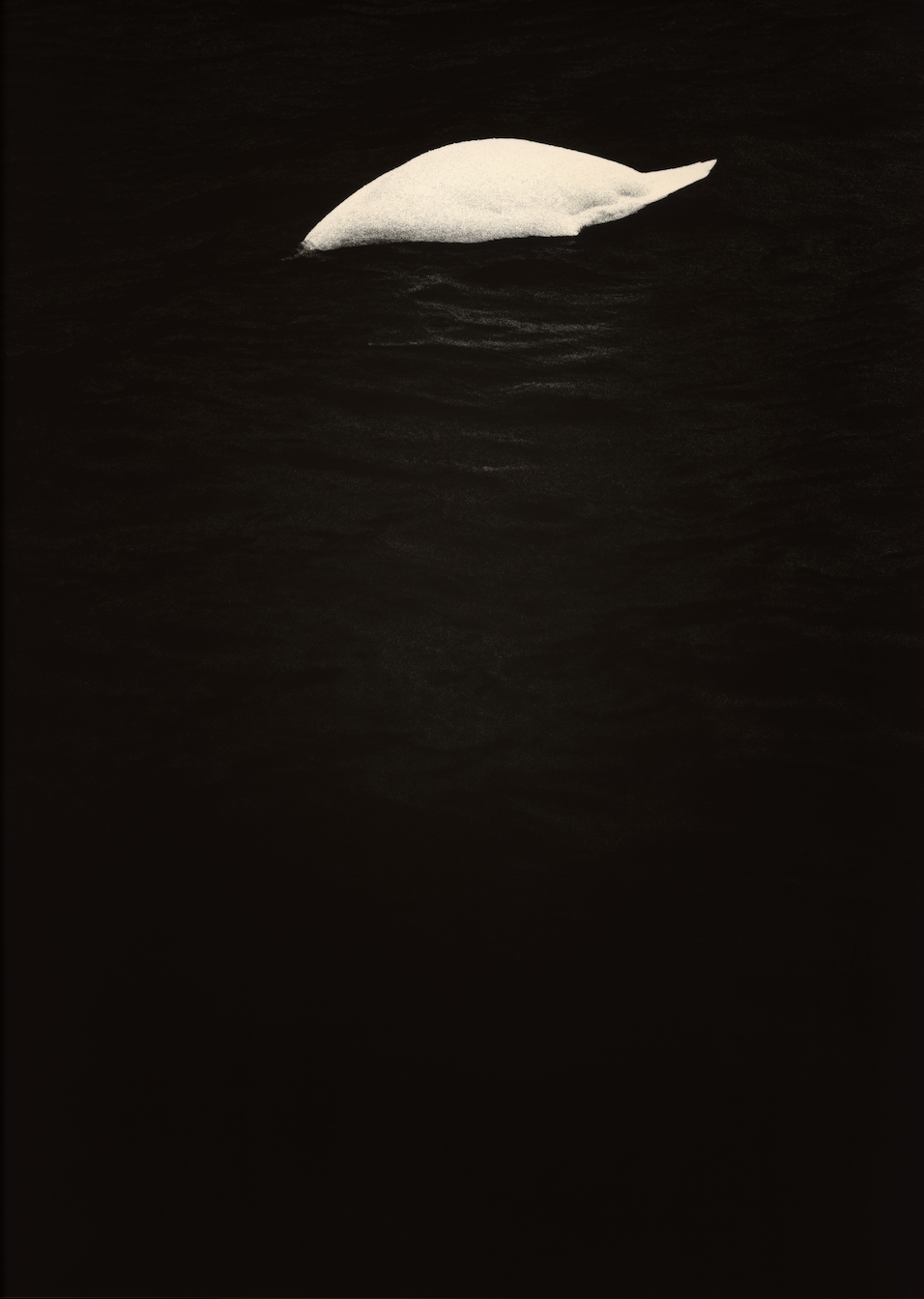 Swan
