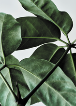 Load image into Gallery viewer, Green Home 01
