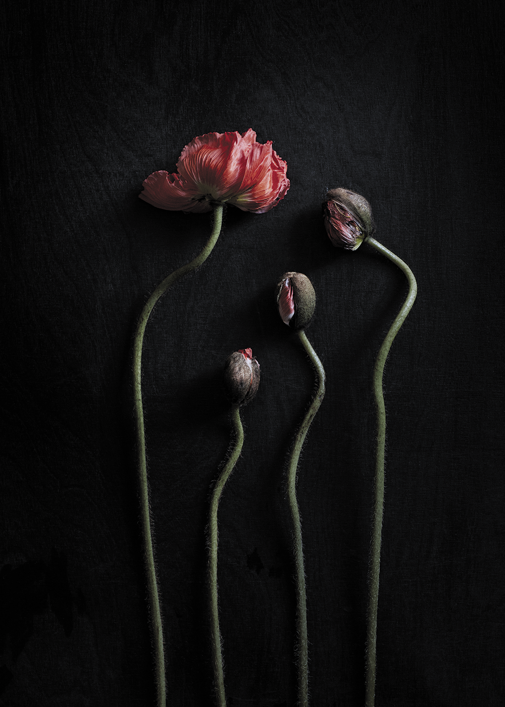 Still Life 02 - Red Poppies