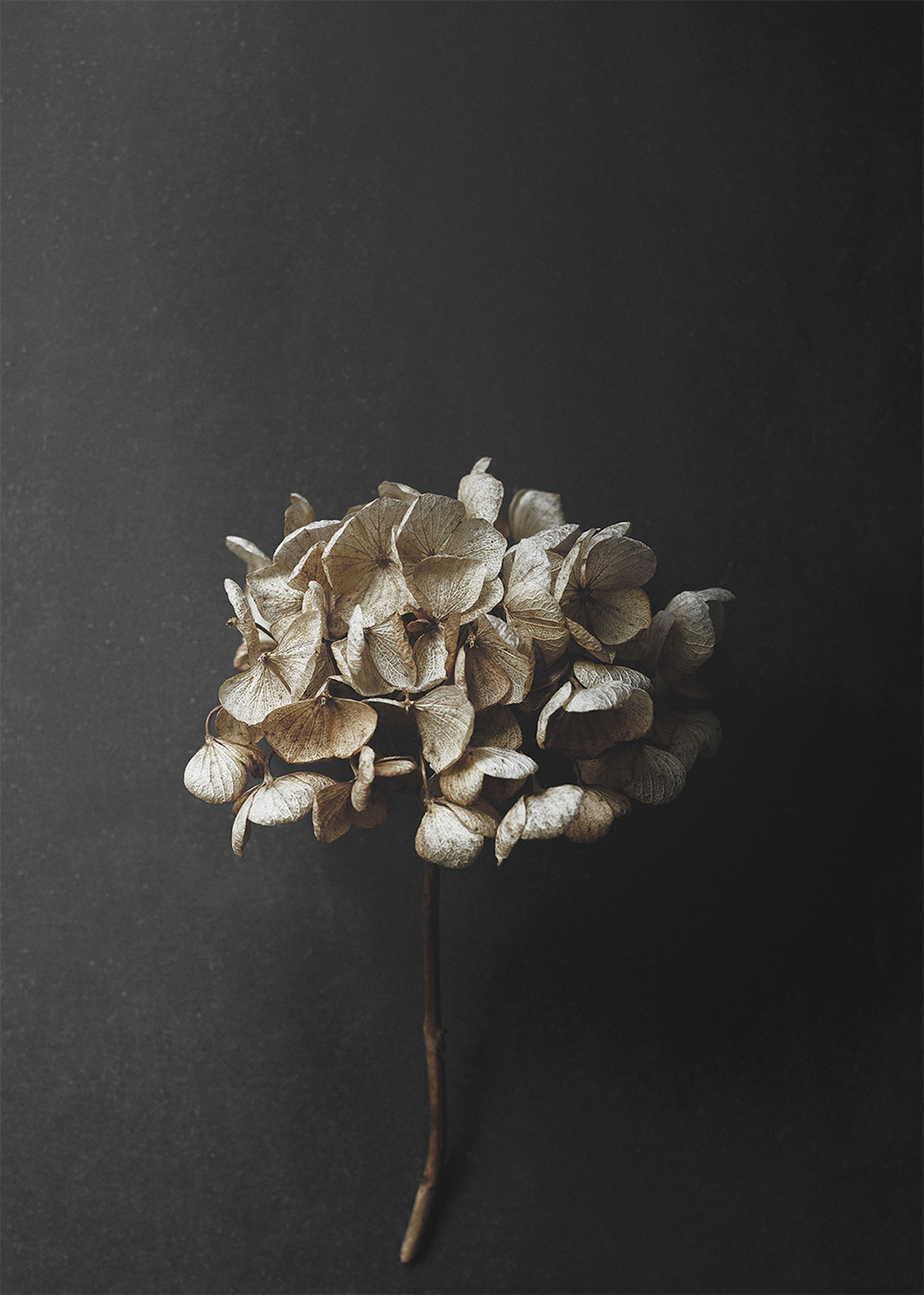Still Life 04 - Hydrangea