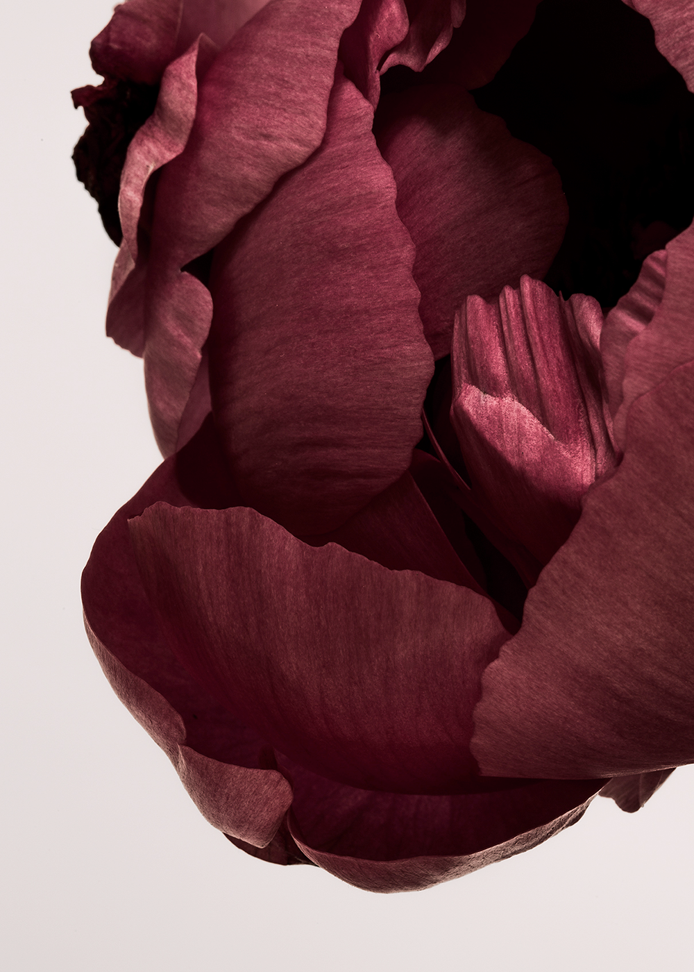 Peonia 02