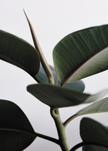 Load image into Gallery viewer, Green Home 02
