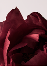 Ladda upp bild till gallerivisning, Peonia 03
